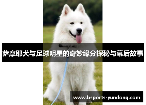 萨摩耶犬与足球明星的奇妙缘分探秘与幕后故事